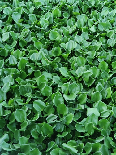 common water hyacinth