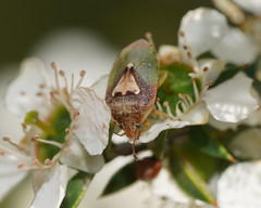 Eupolemus angularis