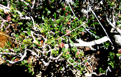 Diospyros austro-africana