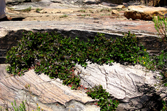 Diospyros scabrida cordata