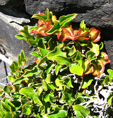 Diospyros scabrida cordata