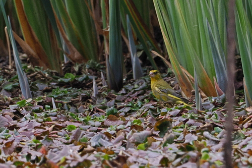European Greenfinch