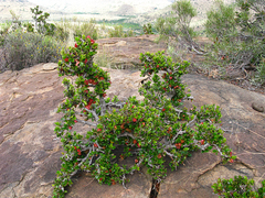 Diospyros scabrida cordata