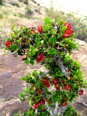 Diospyros scabrida cordata