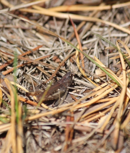 Rufous Grasshopper photo 4