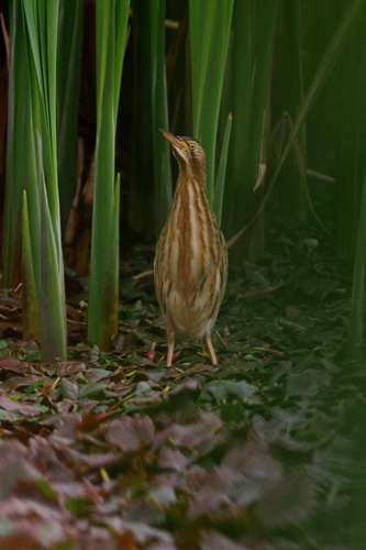 Little Bittern