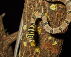 Indian Flying Snake photo 3