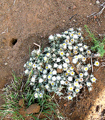 Helichrysum altigenum
