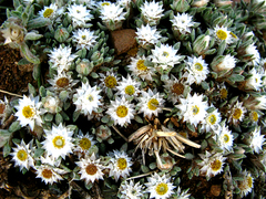 Helichrysum altigenum