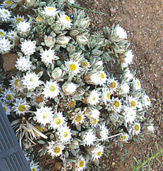 Helichrysum altigenum