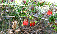 Hermannia spinosa