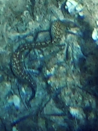 Muraena helena