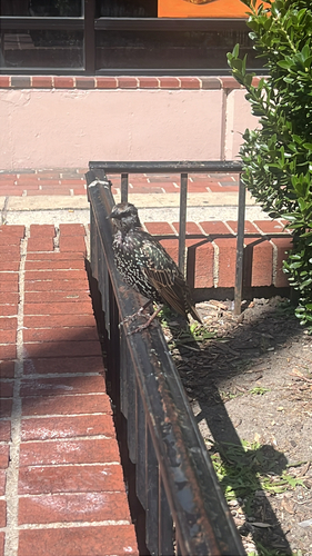 European Starling