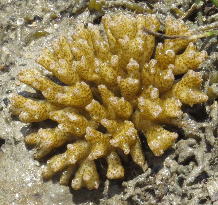Pocillopora acuta