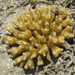 Pocillopora acuta - Photo (c) Joachim Louis, some rights reserved (CC BY-NC-ND), uploaded by Joachim Louis