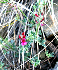Indigofera meyeriana