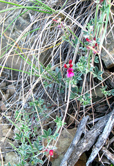 Indigofera meyeriana