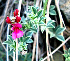 Indigofera meyeriana