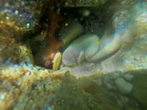 Octopus vulgaris