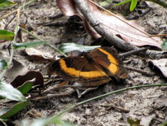 Junonia elgiva