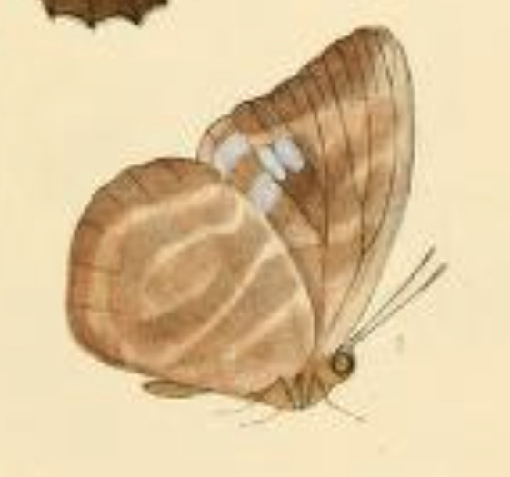 Phytala elais