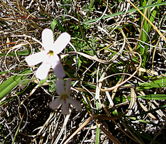 Jamesbrittenia tysonii