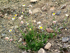 Lasiospermum bipinnatum