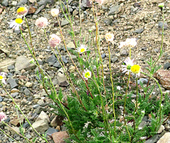 Lasiospermum bipinnatum