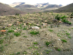 Lasiospermum bipinnatum