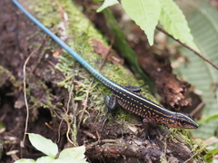 Bridges' Ameiva photo 4