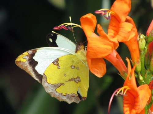 Vine-leaf Vagrant