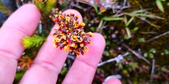 Pultenaea dentata