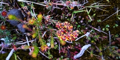 Pultenaea dentata