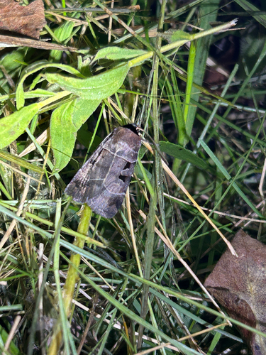 Collared Dart photo 4
