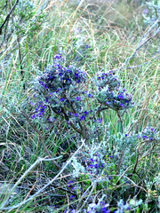 Lotononis stricta