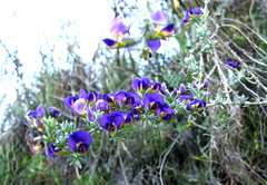 Lotononis stricta
