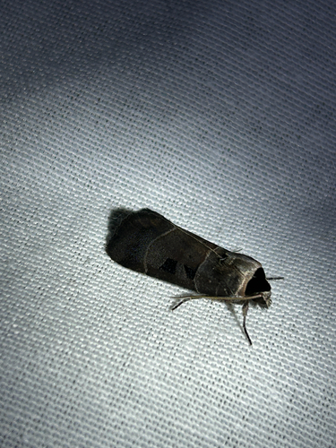 Collared Dart photo 5