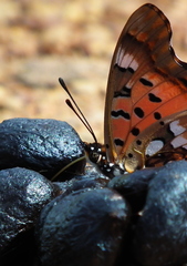 Charaxes jahlusa rex