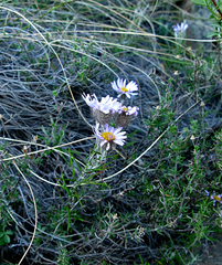 Athrixia heterophylla