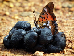 Charaxes jahlusa rex