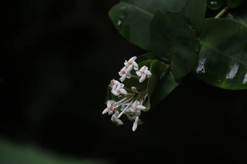 Ixora philippinensis observed 2025-08-31