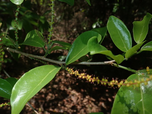 Antidesma madagascariense image