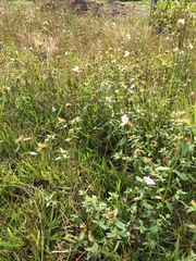 Pterolepis glomerata