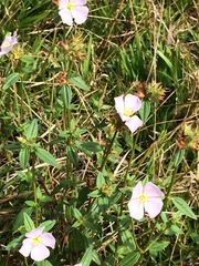 Pterolepis glomerata