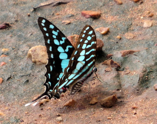 Large Striped Swordtail