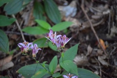 Tricyrtis