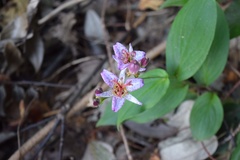 Tricyrtis