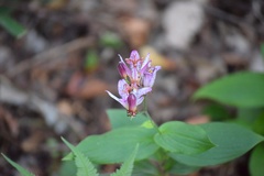 Tricyrtis
