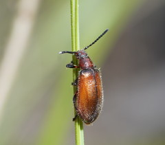 Metriolagria affinis