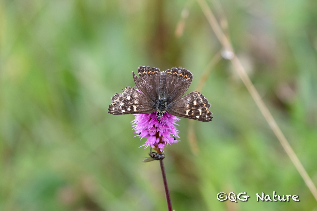 Polycaena chauchowensis